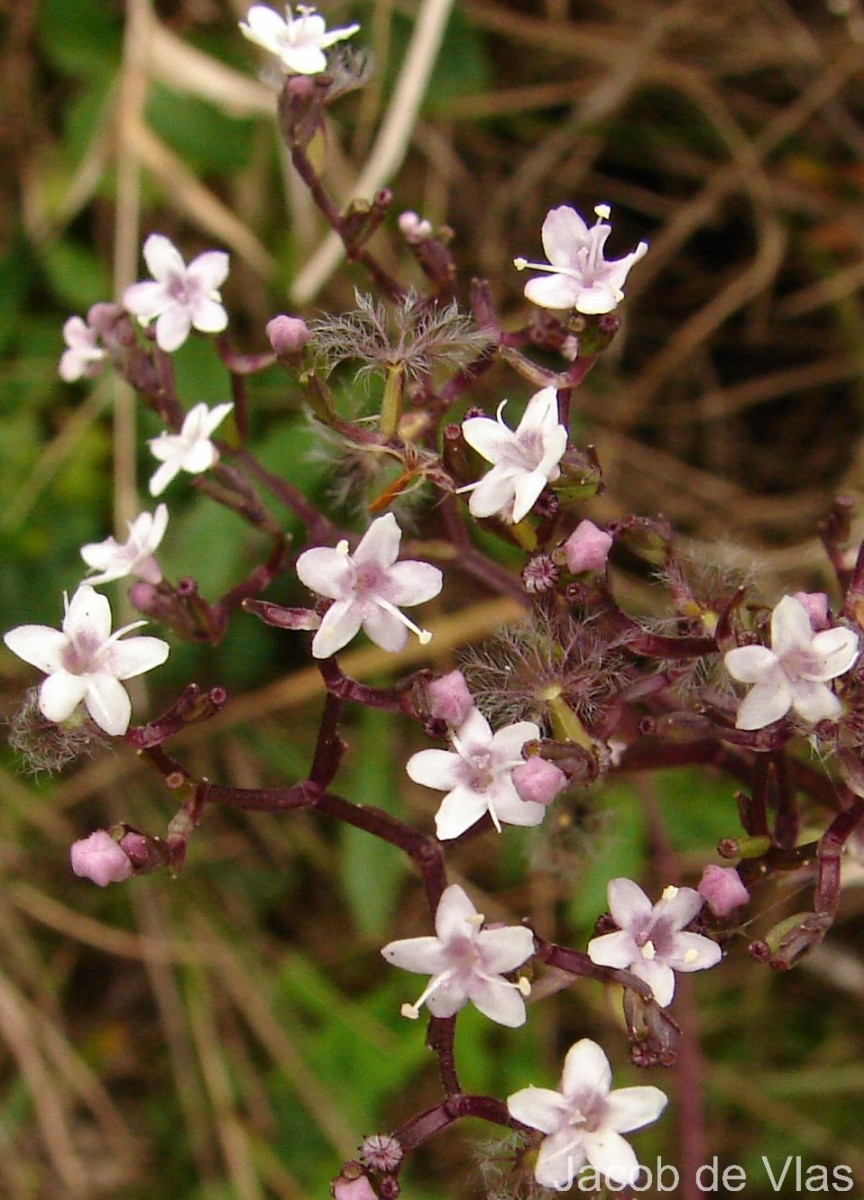 Valeriana moonii Arn. ex C.B.Clarke